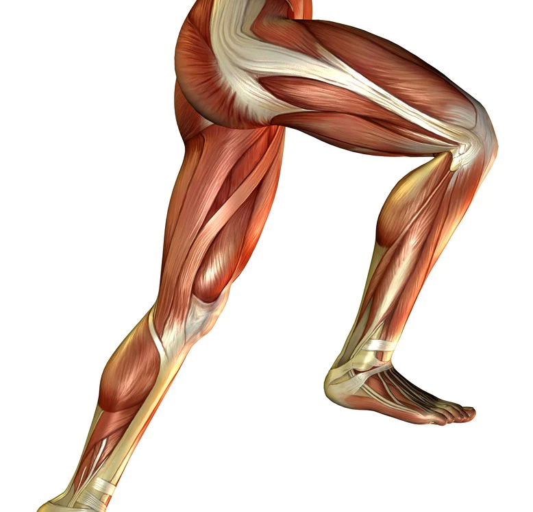 عضلات درگیر در تمرین دستگاه پله‌ ثابت